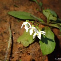 Championia reticulata Gardner